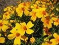signet marigold ، Lemon Marigold, Striped Mexican Marigold